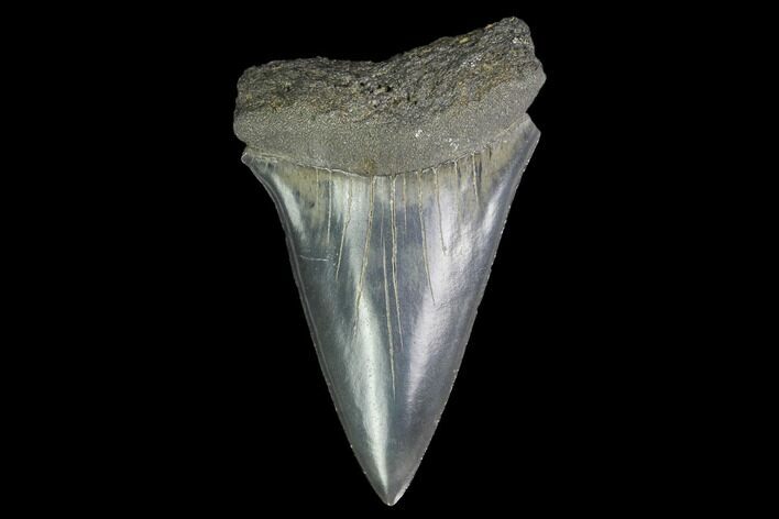 Large, Fossil Mako Shark Tooth - South Carolina #142316